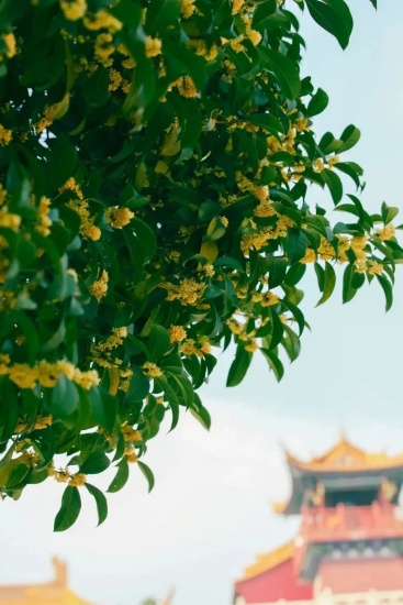 1742869622956207.jpg 大香林.jpg